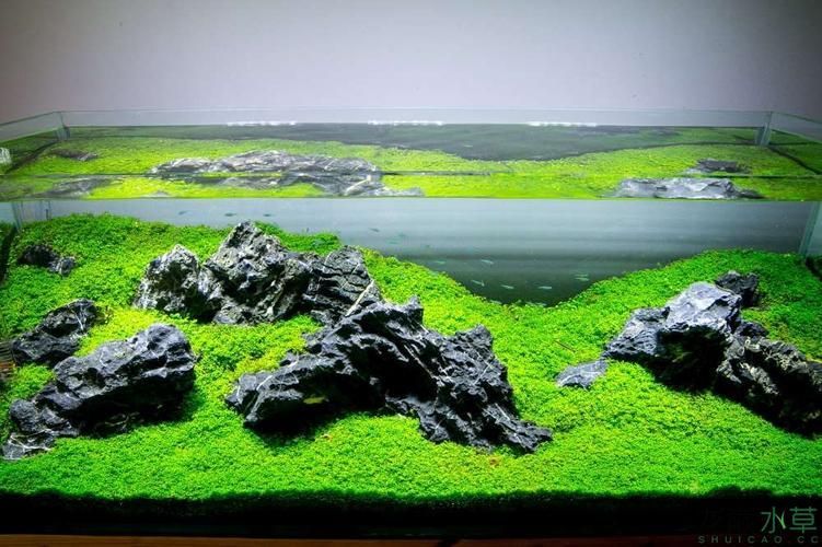 能否提供一張更詳細的造景圖，一張“詳細”的造景圖要素清單 能否提供一張更詳細的造景圖，一張“詳細”的造景圖要素清單 龍魚百科 第18張