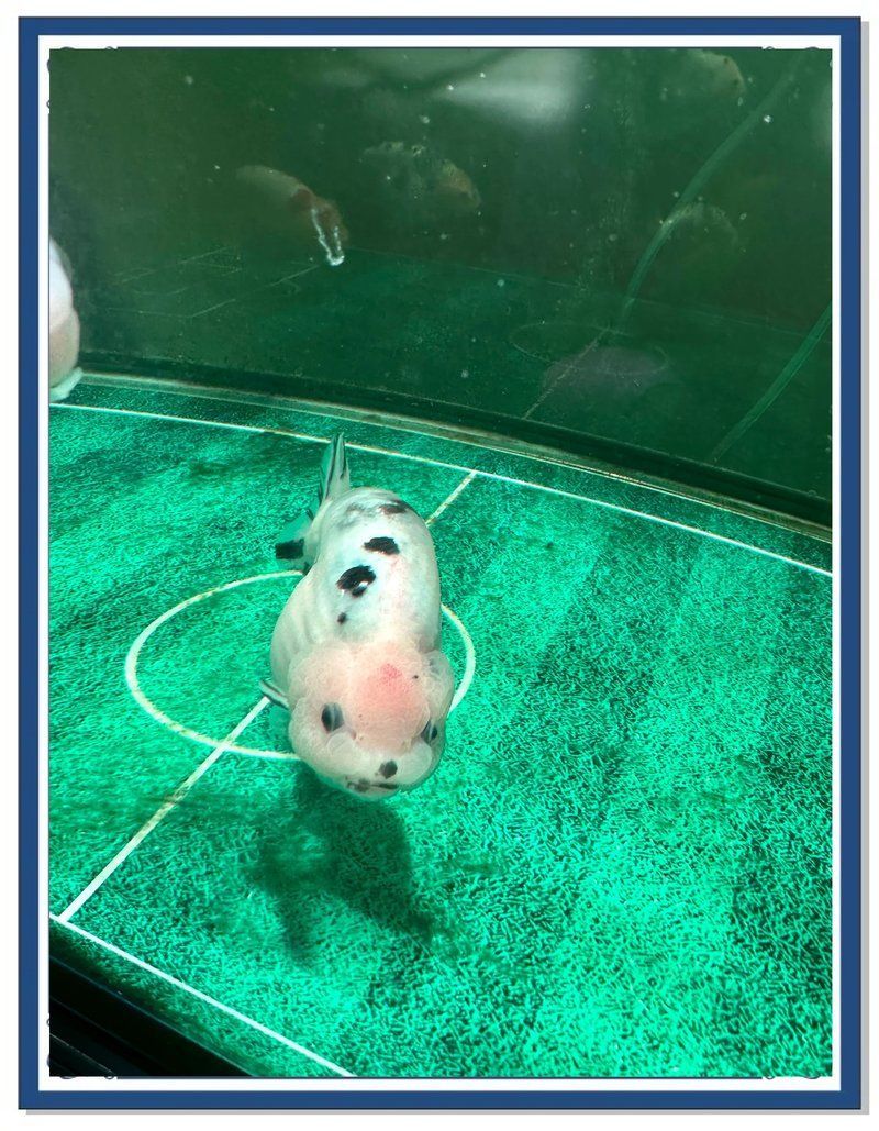如何預(yù)防魚身上發(fā)紅充血，arxiv論文助手未返回有效英文研究：魚體發(fā)紅充血的科學(xué)病因、權(quán)威預(yù)防措施 如何預(yù)防魚身上發(fā)紅充血，arxiv論文助手未返回有效英文研究：魚體發(fā)紅充血的科學(xué)病因、權(quán)威預(yù)防措施 龍魚百科 第4張