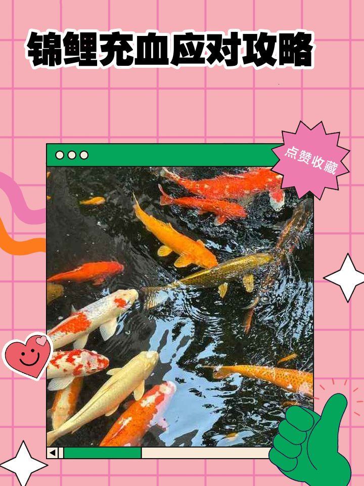 如何預(yù)防魚身上發(fā)紅充血，arxiv論文助手未返回有效英文研究：魚體發(fā)紅充血的科學(xué)病因、權(quán)威預(yù)防措施 如何預(yù)防魚身上發(fā)紅充血，arxiv論文助手未返回有效英文研究：魚體發(fā)紅充血的科學(xué)病因、權(quán)威預(yù)防措施 龍魚百科 第5張