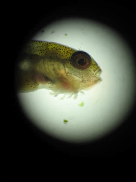 龍魚抖鰭是小瓜蟲嗎，龍魚抖鰭是小瓜蟲嗎龍魚抖鰭是小瓜蟲嗎 龍魚抖鰭是小瓜蟲嗎，龍魚抖鰭是小瓜蟲嗎龍魚抖鰭是小瓜蟲嗎 龍魚百科 第2張