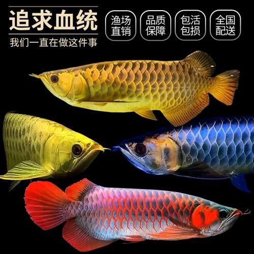 正品紅龍魚幼苗有哪些品種，紅龍魚幼苗品種之紅龍魚幼苗品種之紅龍魚幼苗品種 正品紅龍魚幼苗有哪些品種，紅龍魚幼苗品種之紅龍魚幼苗品種之紅龍魚幼苗品種 龍魚百科 第6張