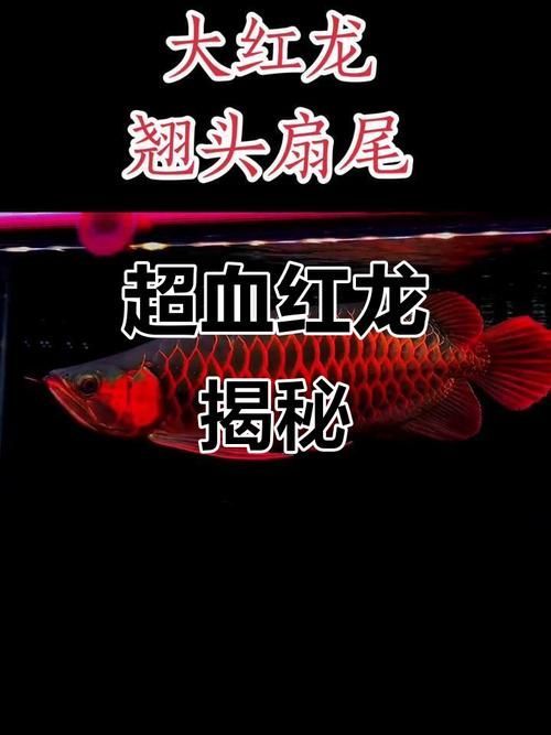 印尼紅龍哪個品種最稀有，印尼紅龍中哪個品種最稀有？ 印尼紅龍哪個品種最稀有，印尼紅龍中哪個品種最稀有？ 龍魚百科 第4張