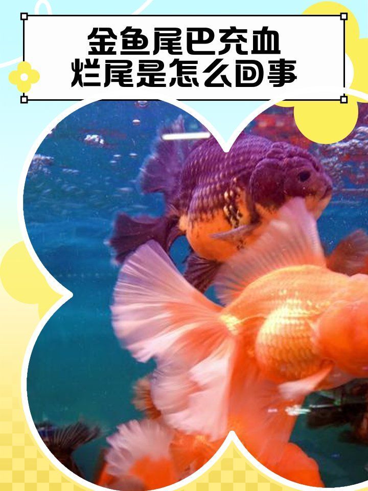 如何判斷龍睛金魚是否感染爛尾病 如何判斷龍睛金魚是否感染爛尾病 龍魚百科 第1張