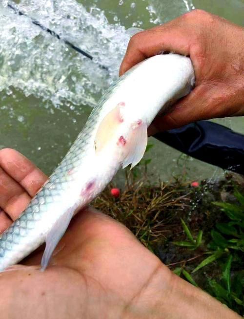 物理清除龍魚外寄生蟲的步驟，物理清除龍魚外寄生蟲