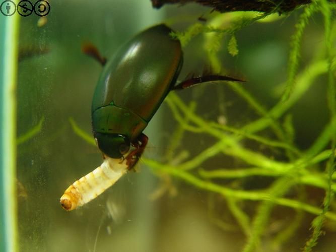 有哪些活餌適合龍魚喂食？ 有哪些活餌適合龍魚喂食？ 龍魚百科 第8張