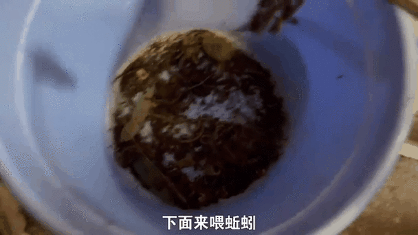 有哪些活餌適合龍魚喂食？ 有哪些活餌適合龍魚喂食？ 龍魚百科 第7張