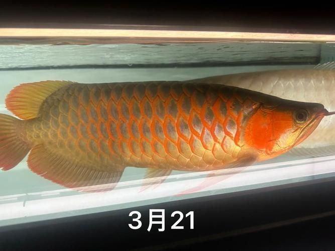 有哪些活餌適合龍魚喂食？ 有哪些活餌適合龍魚喂食？ 龍魚百科 第2張