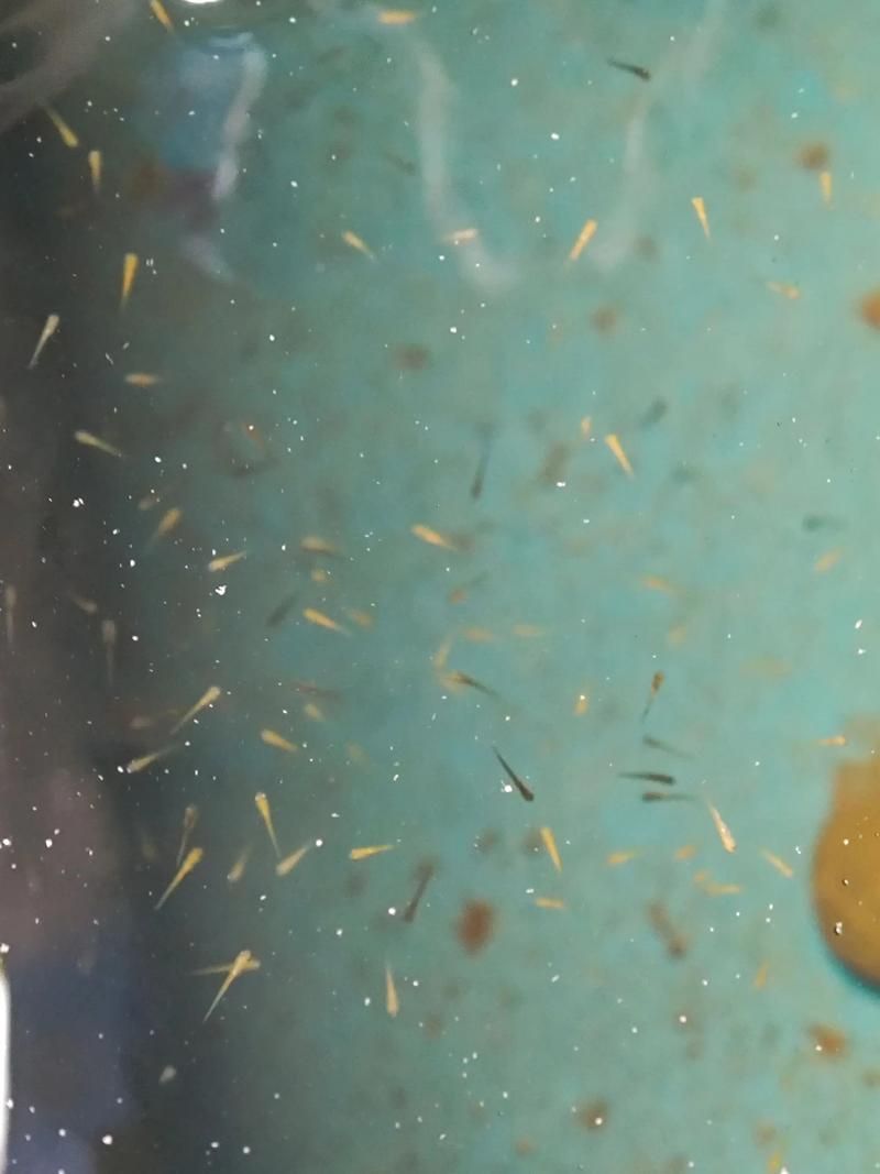有哪些活餌適合龍魚喂食？ 有哪些活餌適合龍魚喂食？ 龍魚百科 第15張