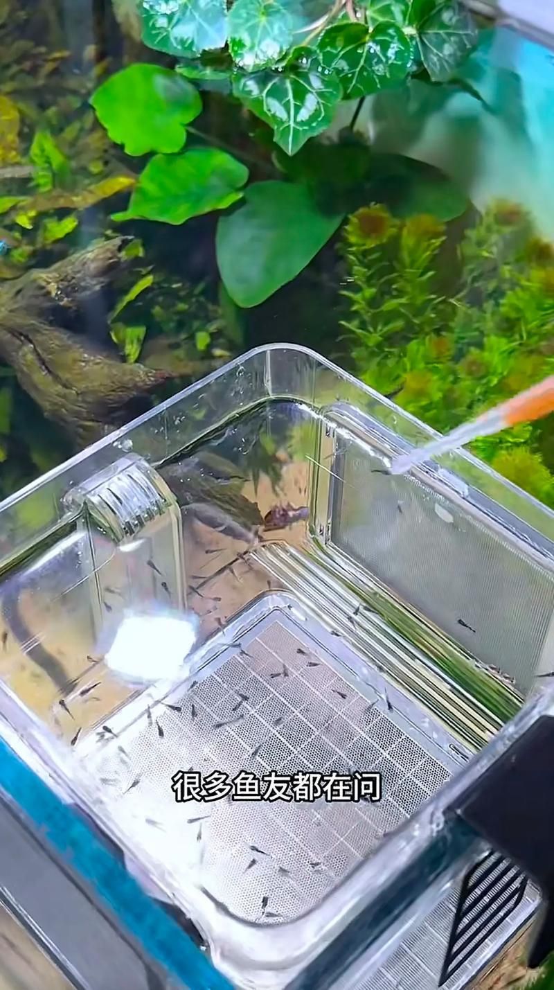 有哪些活餌適合龍魚喂食？ 有哪些活餌適合龍魚喂食？ 龍魚百科 第18張
