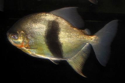 粗線銀板魚的養殖方法 粗線銀板魚的養殖方法 龍魚百科 第2張