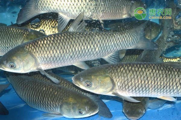 如何預防魚身上滲血，如何預防鯽魚身上滲血