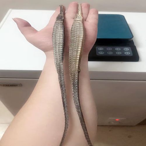 海龍的藥用功效有哪些，海龍的藥用功效