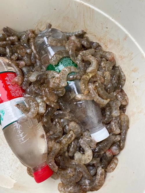 如何合法飼養(yǎng)海龍魚，合法飼養(yǎng)海龍魚的基本要求
