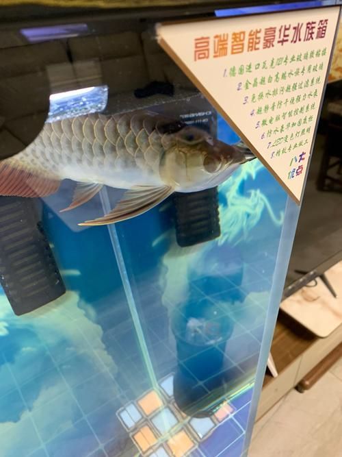 如何緩解龍魚的焦慮行為