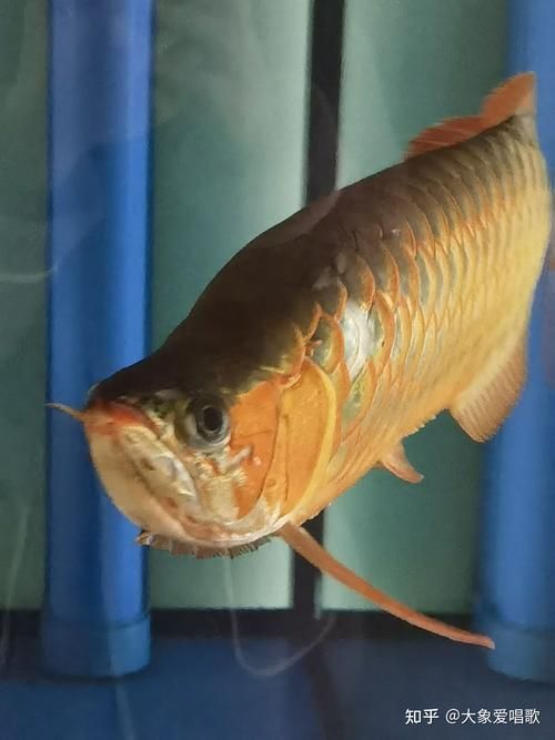 如何緩解龍魚的焦慮行為