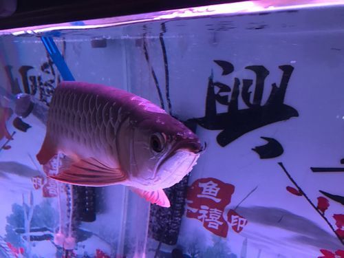 如何緩解龍魚的焦慮行為