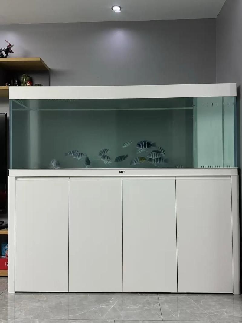 祥龍魚場推薦什么品牌的缸？，祥龍魚場推薦什么品牌的缸 祥龍魚場推薦什么品牌的缸？，祥龍魚場推薦什么品牌的缸 龍魚百科 第7張