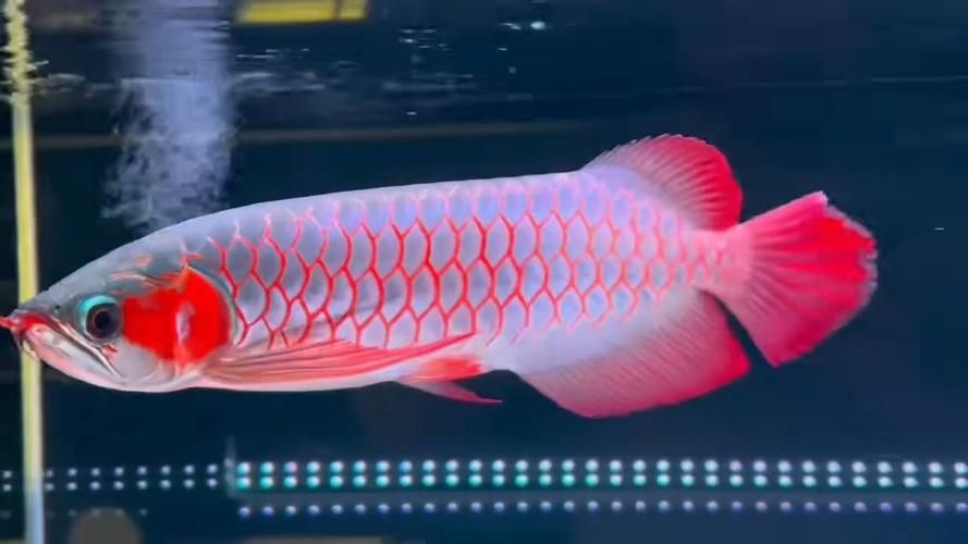 如何判斷白玉紅龍魚的品質?,圖騰金龍魚的價格范圍是多少? 龍魚百科 第5張 如何判斷白玉紅龍魚的品質?,圖騰金龍魚的價格范圍是多少? 如何判斷白玉紅龍魚的品質?,圖騰金龍魚的價格范圍是多少? 龍魚百科 第5張