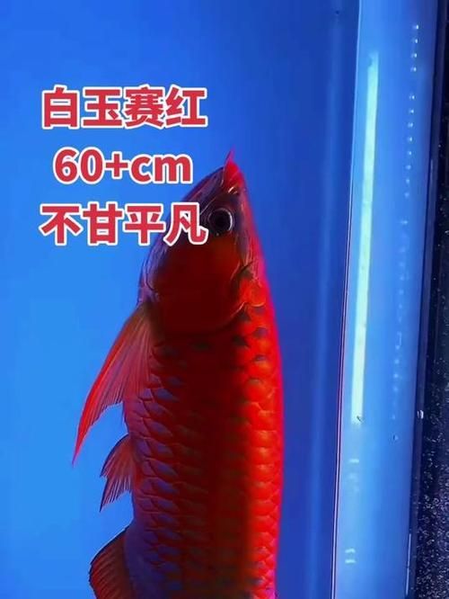 如何判斷白玉紅龍魚的品質?,圖騰金龍魚的價格范圍是多少? 龍魚百科 第6張 如何判斷白玉紅龍魚的品質?,圖騰金龍魚的價格范圍是多少? 如何判斷白玉紅龍魚的品質?,圖騰金龍魚的價格范圍是多少? 龍魚百科 第6張