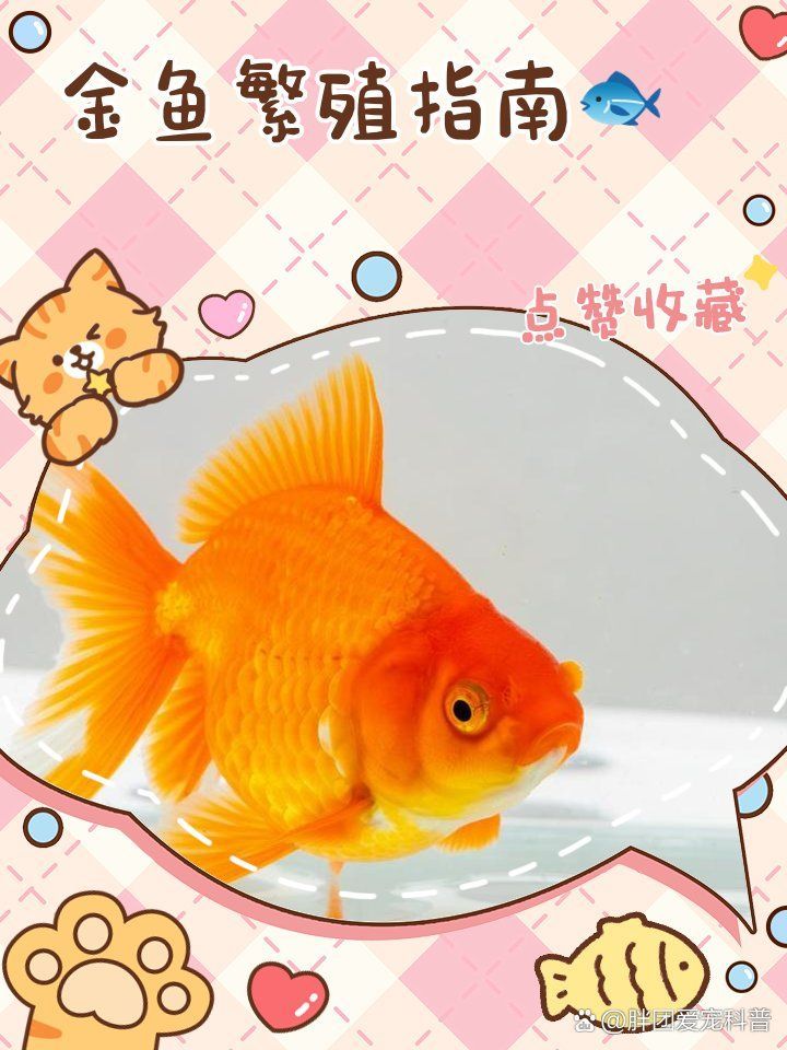 如何為金魚準備繁殖缸，金魚繁殖指南