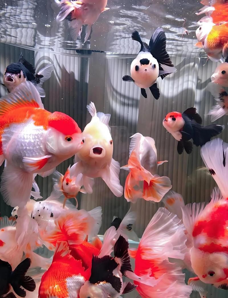 如何為金魚準備繁殖缸，金魚繁殖指南