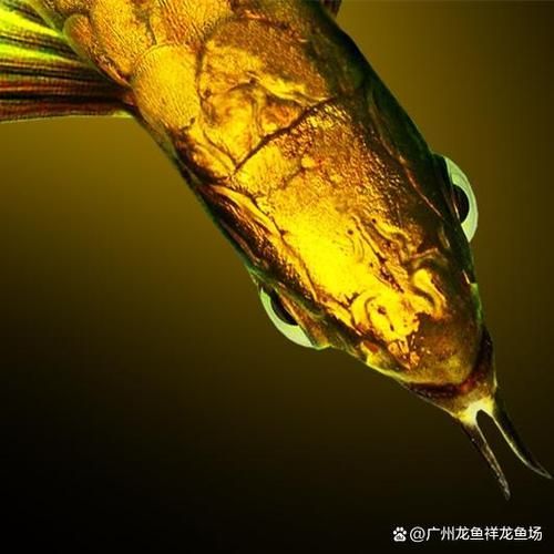 祥龍漁場的龍魚價格范圍 龍魚百科 第12張 祥龍漁場的龍魚價格范圍 祥龍漁場的龍魚價格范圍 龍魚百科 第12張