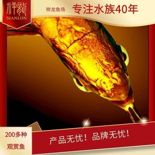 祥龍漁場的龍魚價格范圍 龍魚百科 第6張 祥龍漁場的龍魚價格范圍 祥龍漁場的龍魚價格范圍 龍魚百科 第6張