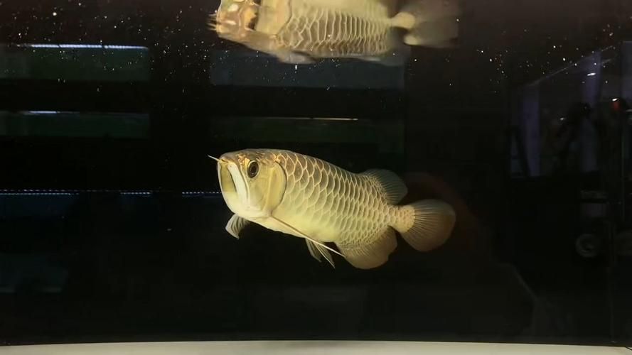 祥龍漁場的龍魚價格范圍 龍魚百科 第8張 祥龍漁場的龍魚價格范圍 祥龍漁場的龍魚價格范圍 龍魚百科 第8張