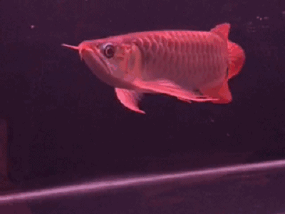 如何設置4K紅龍魚動態壁紙，4k紅龍魚動態壁紙操作指南 如何設置4K紅龍魚動態壁紙，4k紅龍魚動態壁紙操作指南 龍魚百科 第1張