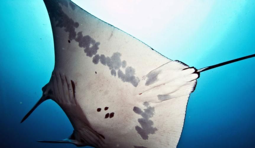 福魟魚的飼養方法,potamotrygonspp福魟魚飼養方法詳解 龍魚百科 第5張 福魟魚的飼養方法,potamotrygonspp福魟魚飼養方法詳解 福魟魚的飼養方法,potamotrygonspp福魟魚飼養方法詳解 龍魚百科 第5張