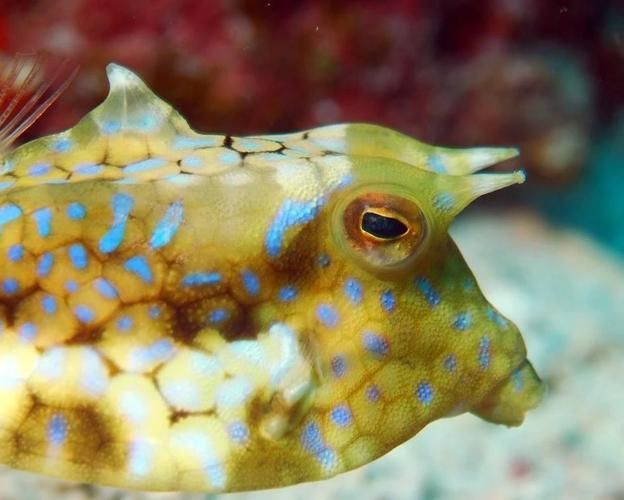 福魟魚的飼養方法,potamotrygonspp福魟魚飼養方法詳解 龍魚百科 第4張 福魟魚的飼養方法,potamotrygonspp福魟魚飼養方法詳解 福魟魚的飼養方法,potamotrygonspp福魟魚飼養方法詳解 龍魚百科 第4張