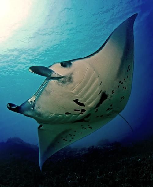 福魟魚的飼養方法,potamotrygonspp福魟魚飼養方法詳解 龍魚百科 第2張 福魟魚的飼養方法,potamotrygonspp福魟魚飼養方法詳解 福魟魚的飼養方法,potamotrygonspp福魟魚飼養方法詳解 龍魚百科 第2張