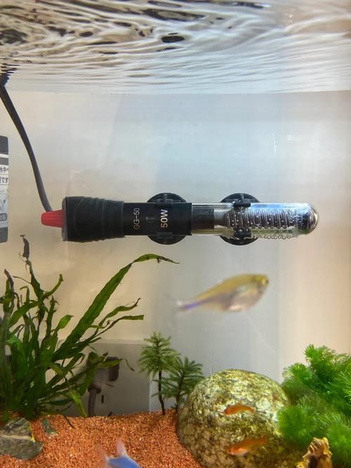 彩鰈和森森哪個更適合龍魚飼養？ 彩鰈和森森哪個更適合龍魚飼養？ 龍魚百科 第9張