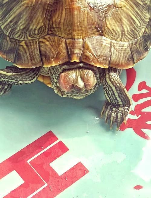 家庭飼養鱉的常見疾病有哪些，家庭飼養鱉（中華鱉（中華鱉）的常見疾病包括五類疾病 家庭飼養鱉的常見疾病有哪些，家庭飼養鱉（中華鱉（中華鱉）的常見疾病包括五類疾病 龍魚百科 第4張