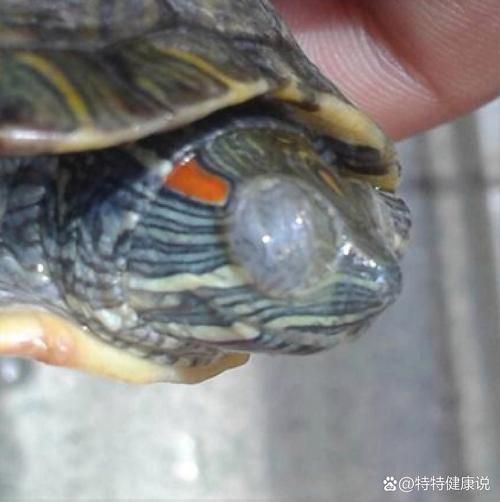 家庭飼養鱉的常見疾病有哪些，家庭飼養鱉（中華鱉（中華鱉）的常見疾病包括五類疾病 家庭飼養鱉的常見疾病有哪些，家庭飼養鱉（中華鱉（中華鱉）的常見疾病包括五類疾病 龍魚百科 第6張