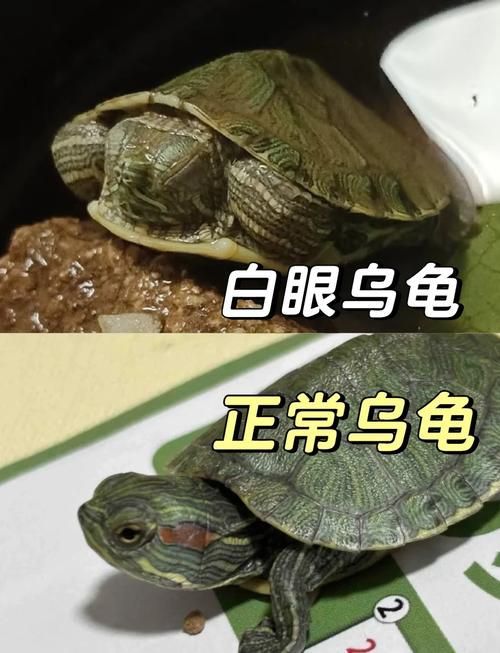 家庭飼養鱉的常見疾病有哪些，家庭飼養鱉（中華鱉（中華鱉）的常見疾病包括五類疾病 家庭飼養鱉的常見疾病有哪些，家庭飼養鱉（中華鱉（中華鱉）的常見疾病包括五類疾病 龍魚百科 第5張