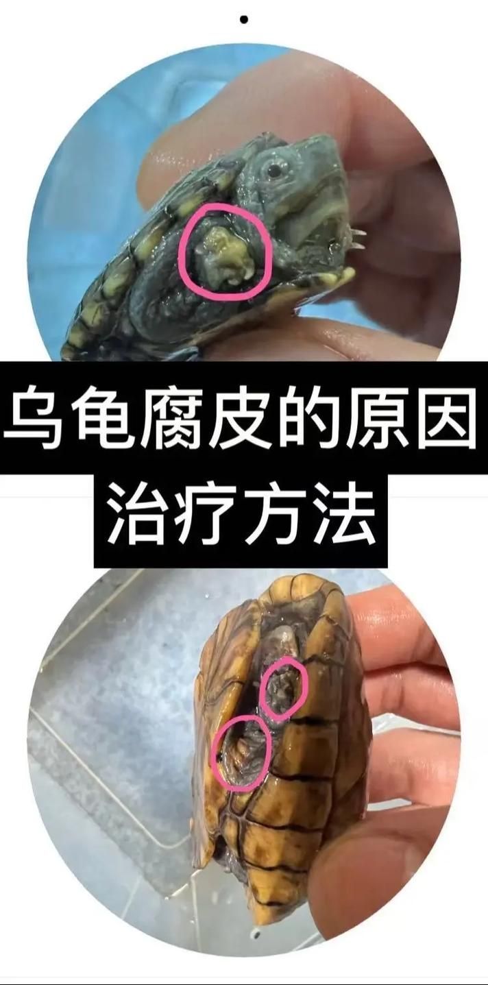 家庭飼養鱉的常見疾病有哪些，家庭飼養鱉（中華鱉（中華鱉）的常見疾病包括五類疾病 家庭飼養鱉的常見疾病有哪些，家庭飼養鱉（中華鱉（中華鱉）的常見疾病包括五類疾病 龍魚百科 第12張