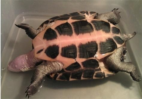 家庭飼養鱉的常見疾病有哪些，家庭飼養鱉（中華鱉（中華鱉）的常見疾病包括五類疾病 家庭飼養鱉的常見疾病有哪些，家庭飼養鱉（中華鱉（中華鱉）的常見疾病包括五類疾病 龍魚百科 第17張