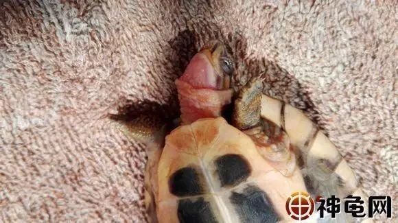 家庭飼養鱉的常見疾病有哪些，家庭飼養鱉（中華鱉（中華鱉）的常見疾病包括五類疾病 家庭飼養鱉的常見疾病有哪些，家庭飼養鱉（中華鱉（中華鱉）的常見疾病包括五類疾病 龍魚百科 第15張