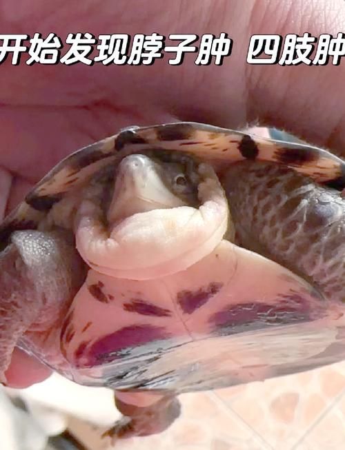 家庭飼養鱉的常見疾病有哪些，家庭飼養鱉（中華鱉（中華鱉）的常見疾病包括五類疾病 家庭飼養鱉的常見疾病有哪些，家庭飼養鱉（中華鱉（中華鱉）的常見疾病包括五類疾病 龍魚百科 第13張