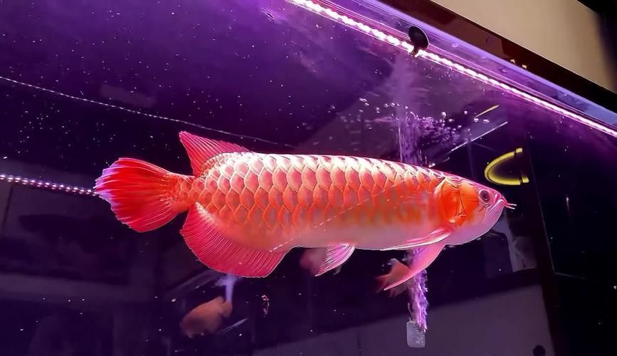 祥龍魚場哪個系列最受歡迎？，探討祥龍魚場哪個系列最受歡迎赫舞紅龍魚價格是多少