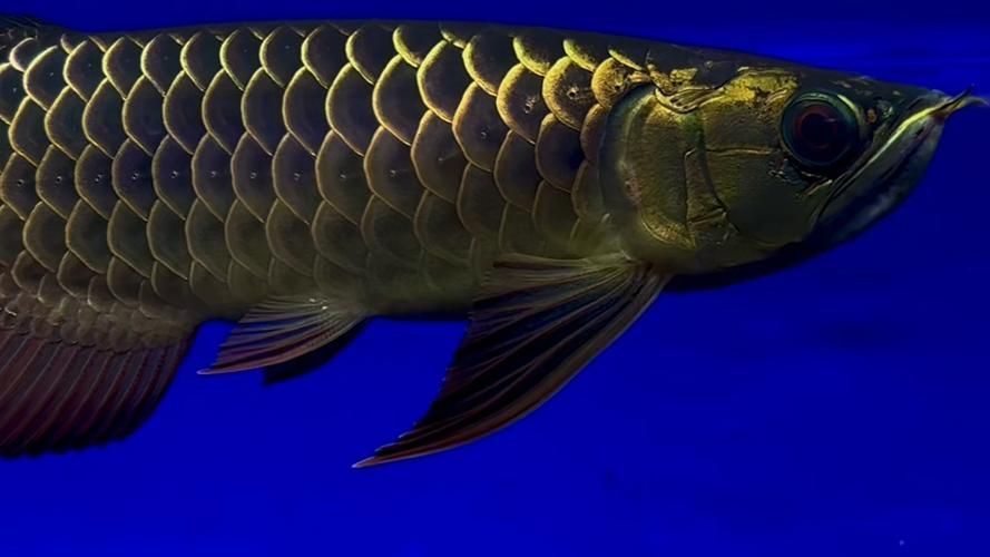 如何挑選最靚的古典過(guò)背金龍魚(yú) 龍魚(yú)百科 第4張 如何挑選最靚的古典過(guò)背金龍魚(yú) 如何挑選最靚的古典過(guò)背金龍魚(yú) 龍魚(yú)百科 第4張