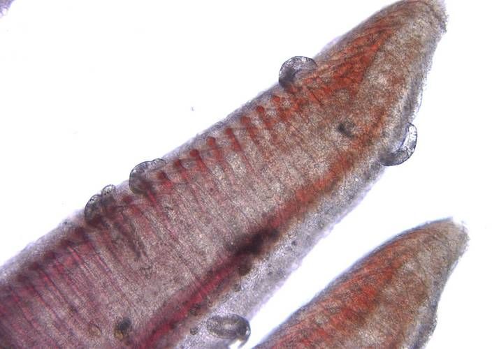 如何改善水質以預防寄生蟲性爛鰓病，—生態調控—生態調控—物理干預技術
