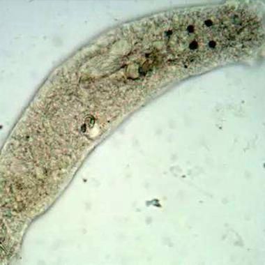 如何改善水質以預防寄生蟲性爛鰓病，—生態調控—生態調控—物理干預技術