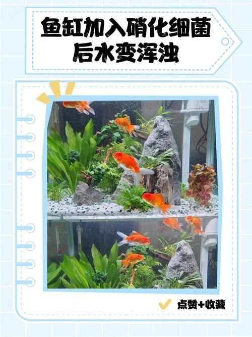 有哪些天然方法可以預防魚鰭發紅，關于魚鰭發紅