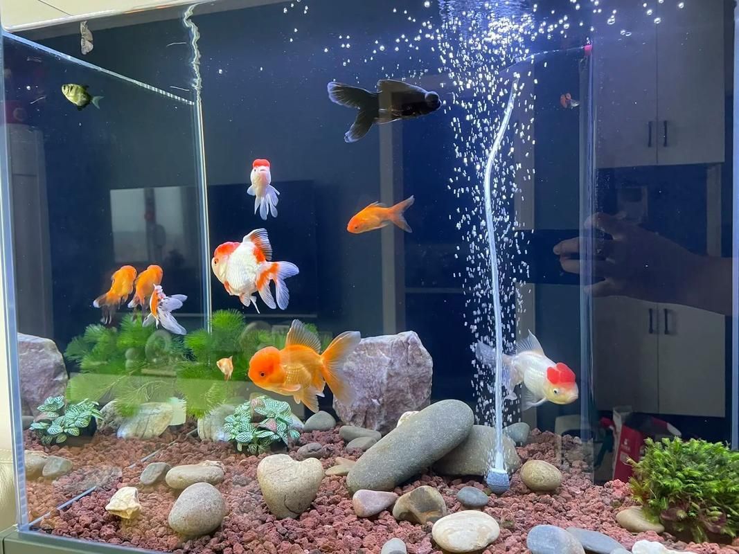 有哪些天然方法可以預防魚鰭發紅，關于魚鰭發紅