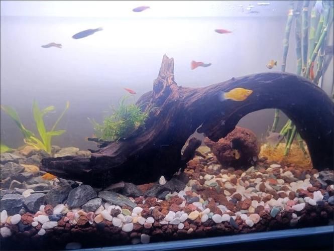 紅勾丁銀板魚適合哪些水族造景？，紅勾丁銀板魚水族造景 紅勾丁銀板魚適合哪些水族造景？，紅勾丁銀板魚水族造景 龍魚百科 第2張
