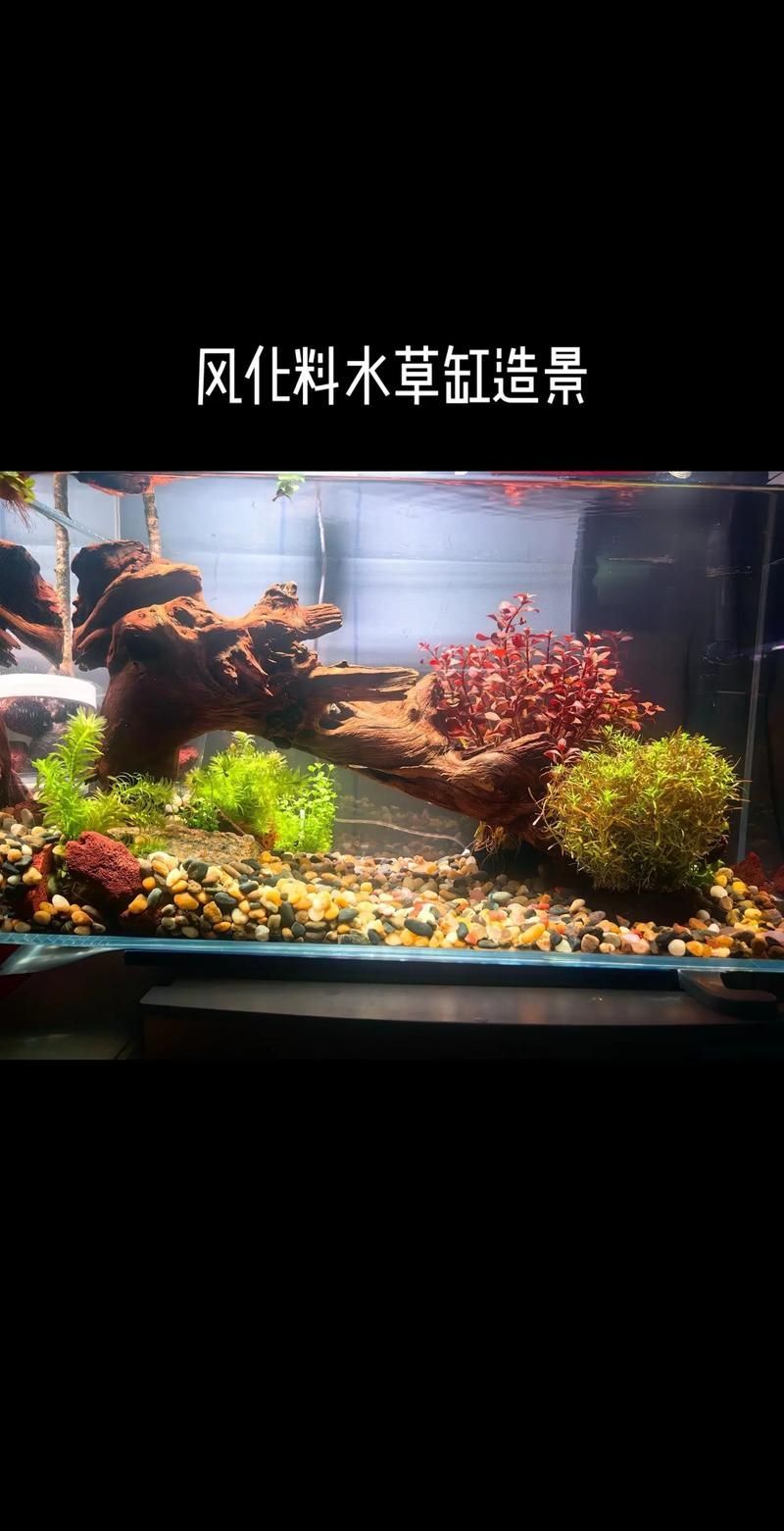 紅勾丁銀板魚適合哪些水族造景？，紅勾丁銀板魚水族造景 紅勾丁銀板魚適合哪些水族造景？，紅勾丁銀板魚水族造景 龍魚百科 第4張