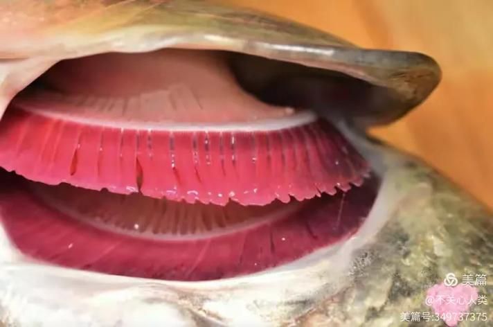 如何判斷魚鰓是否嚴(yán)重受損，/魚類健康養(yǎng)殖/魚類健康養(yǎng)殖/魚類健康知識(shí) 如何判斷魚鰓是否嚴(yán)重受損，/魚類健康養(yǎng)殖/魚類健康養(yǎng)殖/魚類健康知識(shí) 龍魚百科 第5張