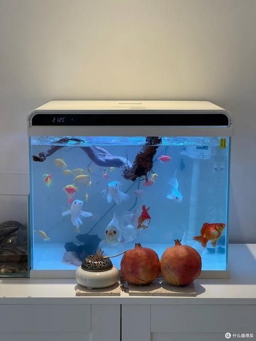 森森魚缸哪個(gè)系列最好?,he-480、he-480、he-300等型號(hào)概覽 龍魚百科 第2張 森森魚缸哪個(gè)系列最好?,he-480、he-480、he-300等型號(hào)概覽 森森魚缸哪個(gè)系列最好?,he-480、he-480、he-300等型號(hào)概覽 龍魚百科 第2張